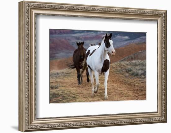 Horses at Full Gallop-Terry Eggers-Framed Photographic Print