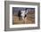 Horses at Full Gallop-Terry Eggers-Framed Photographic Print