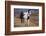 Horses at Full Gallop-Terry Eggers-Framed Photographic Print