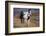 Horses at Full Gallop-Terry Eggers-Framed Photographic Print