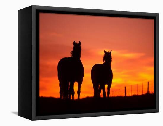 Horses at Sunset near Ranfurly, Maniototo, Central Otago-David Wall-Framed Premier Image Canvas