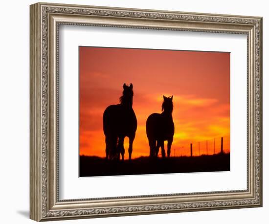 Horses at Sunset near Ranfurly, Maniototo, Central Otago-David Wall-Framed Photographic Print