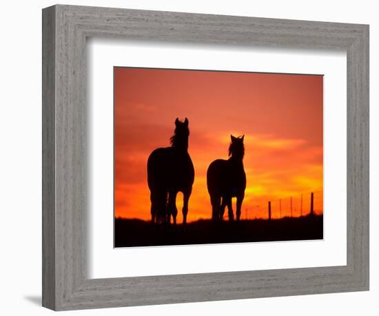 Horses at Sunset near Ranfurly, Maniototo, Central Otago-David Wall-Framed Photographic Print