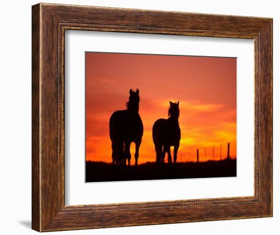 Horses at Sunset near Ranfurly, Maniototo, Central Otago-David Wall-Framed Photographic Print