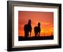 Horses at Sunset near Ranfurly, Maniototo, Central Otago-David Wall-Framed Photographic Print
