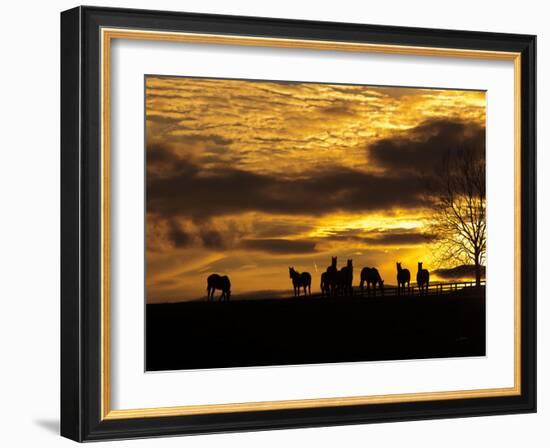 Horses at Sunset-Aledanda-Framed Photographic Print