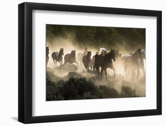 Horses being herded by a wrangler, backlit at sunrise-Sheila Haddad-Framed Photographic Print