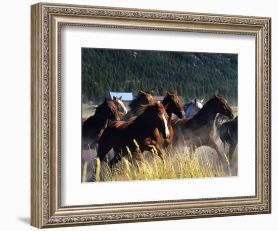 Horses Charge thru Pasture in Marion, Montana, USA-Chuck Haney-Framed Photographic Print