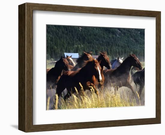 Horses Charge thru Pasture in Marion, Montana, USA-Chuck Haney-Framed Photographic Print