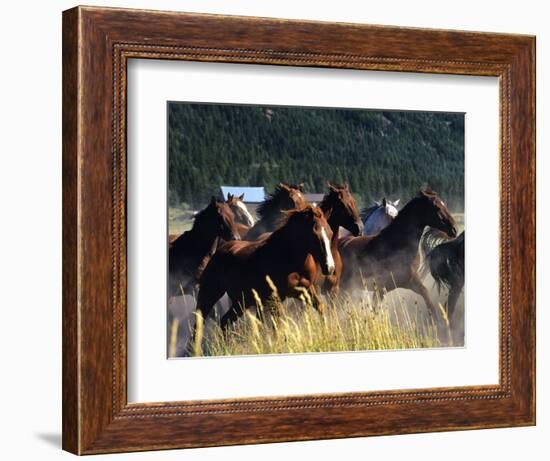 Horses Charge thru Pasture in Marion, Montana, USA-Chuck Haney-Framed Photographic Print