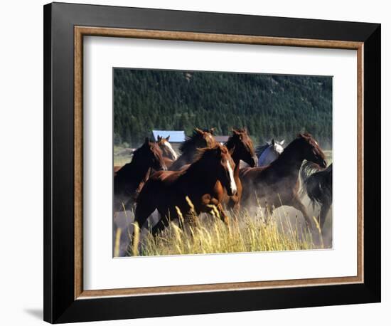 Horses Charge thru Pasture in Marion, Montana, USA-Chuck Haney-Framed Photographic Print