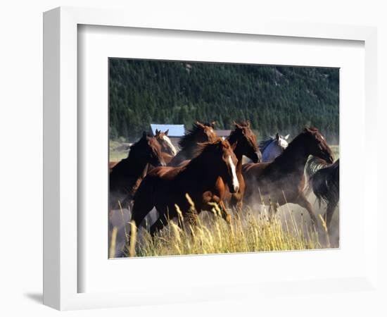 Horses Charge thru Pasture in Marion, Montana, USA-Chuck Haney-Framed Photographic Print