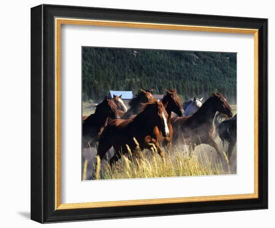 Horses Charge thru Pasture in Marion, Montana, USA-Chuck Haney-Framed Photographic Print