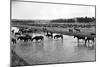 Horses Crossing the River at Round-Up Camp-L.a. Huffman-Mounted Art Print
