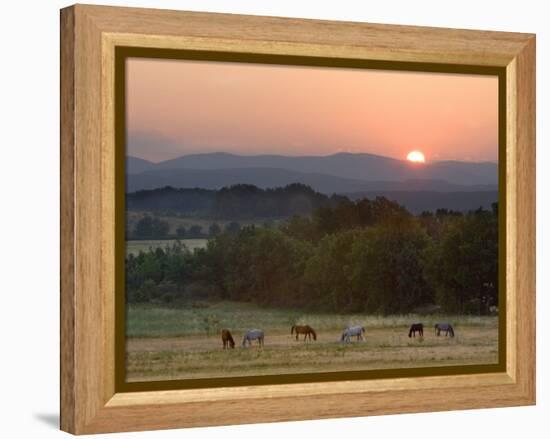 Horses Graze at Sunrise, Provence, France-Jim Zuckerman-Framed Premier Image Canvas
