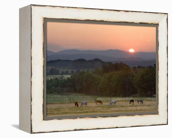 Horses Graze at Sunrise, Provence, France-Jim Zuckerman-Framed Premier Image Canvas