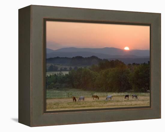 Horses Graze at Sunrise, Provence, France-Jim Zuckerman-Framed Premier Image Canvas