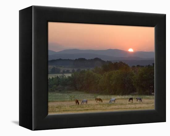 Horses Graze at Sunrise, Provence, France-Jim Zuckerman-Framed Premier Image Canvas