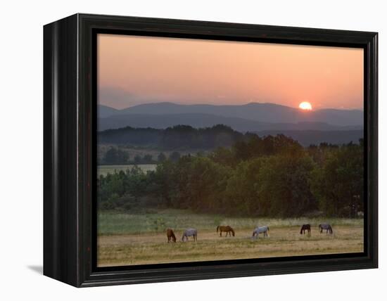 Horses Graze at Sunrise, Provence, France-Jim Zuckerman-Framed Premier Image Canvas