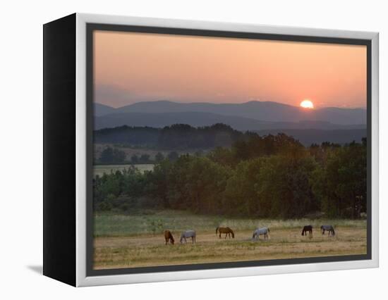 Horses Graze at Sunrise, Provence, France-Jim Zuckerman-Framed Premier Image Canvas