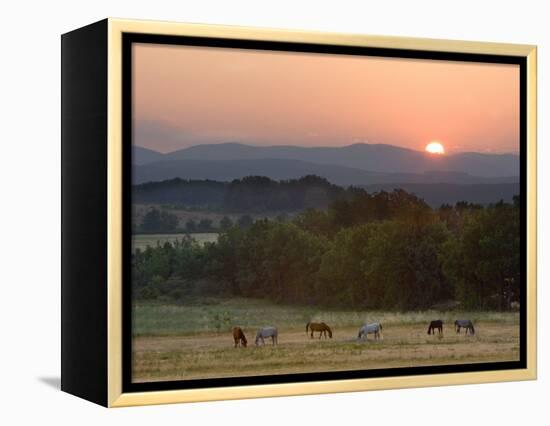 Horses Graze at Sunrise, Provence, France-Jim Zuckerman-Framed Premier Image Canvas