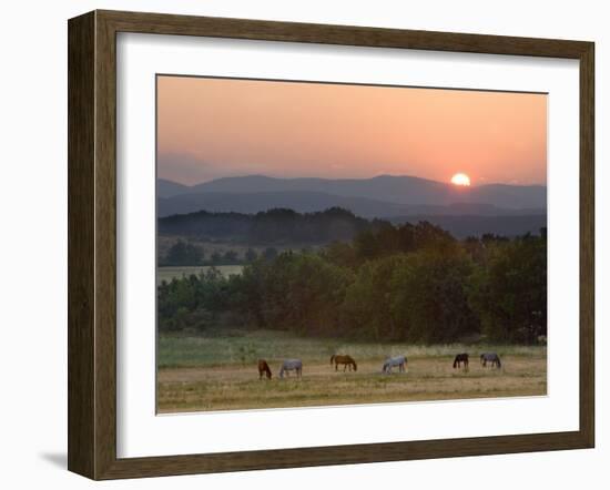 Horses Graze at Sunrise, Provence, France-Jim Zuckerman-Framed Photographic Print