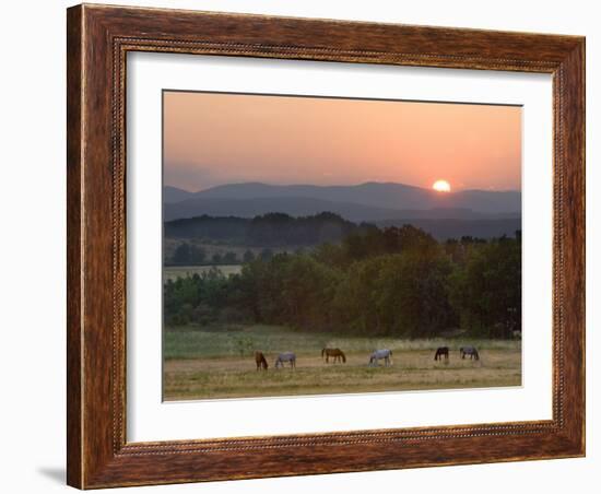 Horses Graze at Sunrise, Provence, France-Jim Zuckerman-Framed Photographic Print