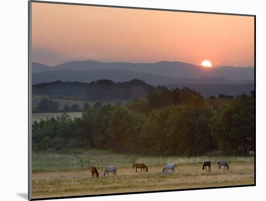 Horses Graze at Sunrise, Provence, France-Jim Zuckerman-Mounted Photographic Print