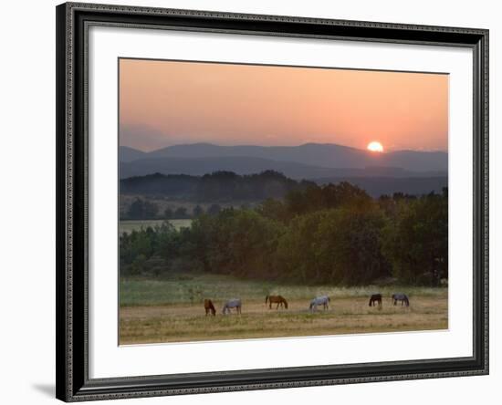 Horses Graze at Sunrise, Provence, France-Jim Zuckerman-Framed Photographic Print