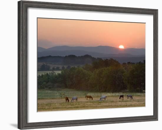 Horses Graze at Sunrise, Provence, France-Jim Zuckerman-Framed Photographic Print