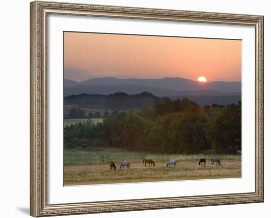 Horses Graze at Sunrise, Provence, France-Jim Zuckerman-Framed Photographic Print