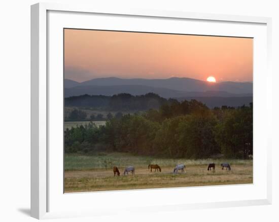 Horses Graze at Sunrise, Provence, France-Jim Zuckerman-Framed Photographic Print