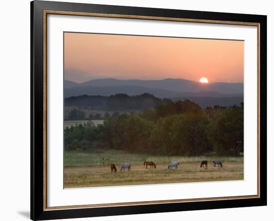 Horses Graze at Sunrise, Provence, France-Jim Zuckerman-Framed Photographic Print