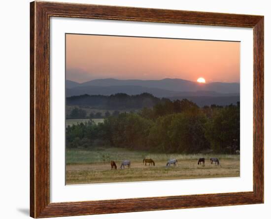 Horses Graze at Sunrise, Provence, France-Jim Zuckerman-Framed Photographic Print