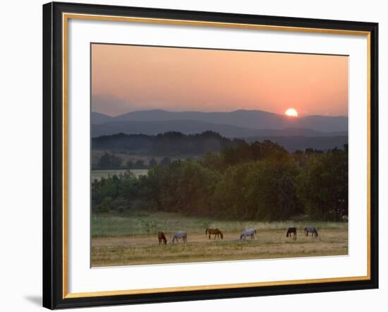 Horses Graze at Sunrise, Provence, France-Jim Zuckerman-Framed Photographic Print