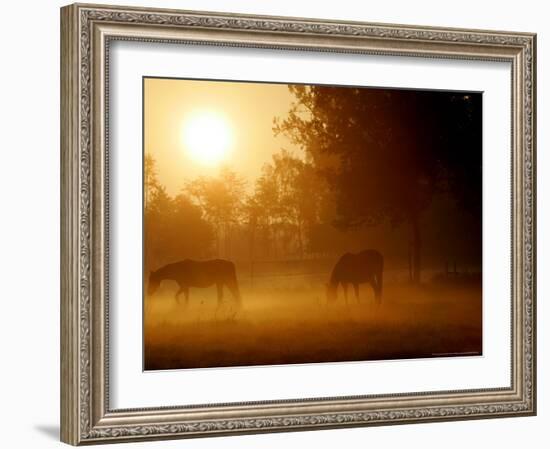 Horses Graze in a Meadow in Early Morning Fog in Langenhagen Near Hanover, Germany, Oct 17, 2006-Kai-uwe Knoth-Framed Photographic Print