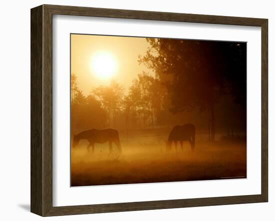 Horses Graze in a Meadow in Early Morning Fog in Langenhagen Near Hanover, Germany, Oct 17, 2006-Kai-uwe Knoth-Framed Photographic Print