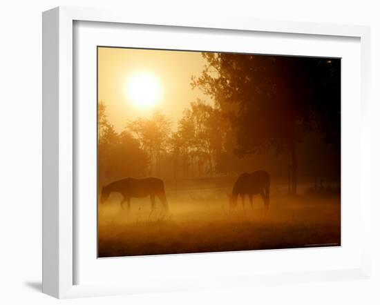 Horses Graze in a Meadow in Early Morning Fog in Langenhagen Near Hanover, Germany, Oct 17, 2006-Kai-uwe Knoth-Framed Photographic Print