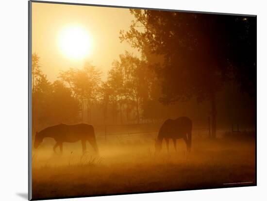 Horses Graze in a Meadow in Early Morning Fog in Langenhagen Near Hanover, Germany, Oct 17, 2006-Kai-uwe Knoth-Mounted Photographic Print