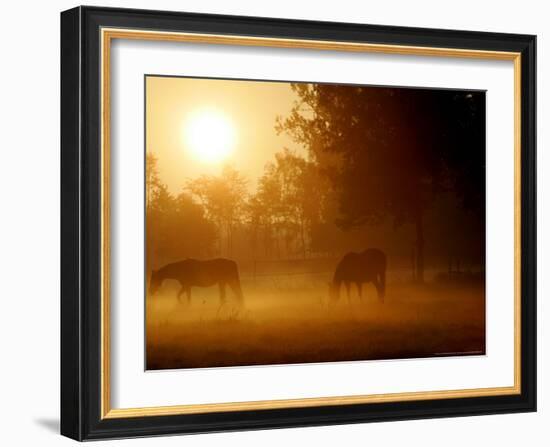 Horses Graze in a Meadow in Early Morning Fog in Langenhagen Near Hanover, Germany, Oct 17, 2006-Kai-uwe Knoth-Framed Photographic Print