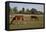 Horses Graze On Farmland In Rural Alabama-Carol Highsmith-Framed Stretched Canvas