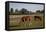 Horses Graze On Farmland In Rural Alabama-Carol Highsmith-Framed Stretched Canvas