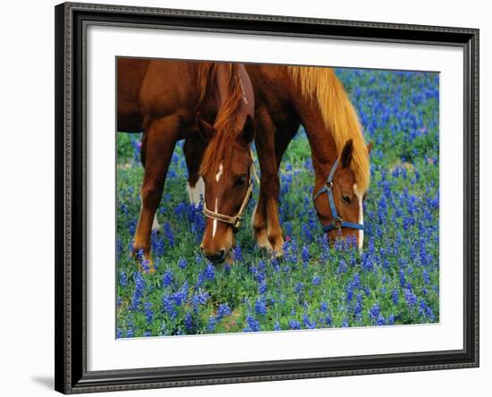 Horses Grazing Among Bluebonnets-Darrell Gulin-Framed Photographic Print