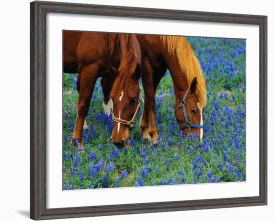 Horses Grazing Among Bluebonnets-Darrell Gulin-Framed Photographic Print