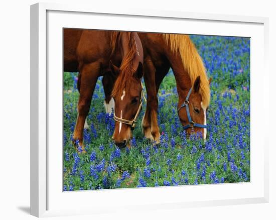 Horses Grazing Among Bluebonnets-Darrell Gulin-Framed Photographic Print