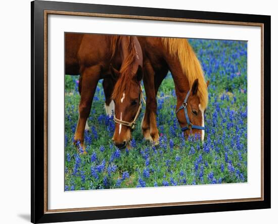 Horses Grazing Among Bluebonnets-Darrell Gulin-Framed Photographic Print