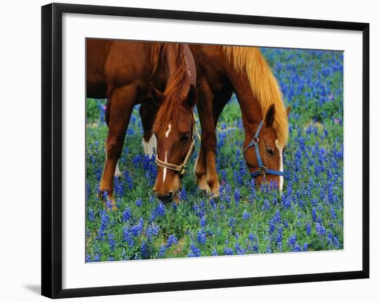 Horses Grazing Among Bluebonnets-Darrell Gulin-Framed Photographic Print