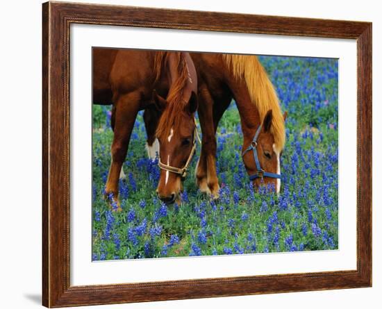 Horses Grazing Among Bluebonnets-Darrell Gulin-Framed Photographic Print