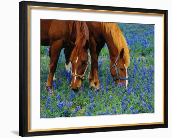 Horses Grazing Among Bluebonnets-Darrell Gulin-Framed Photographic Print