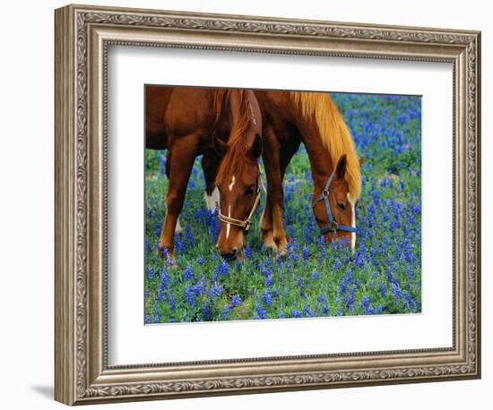 Horses Grazing Among Bluebonnets-Darrell Gulin-Framed Photographic Print